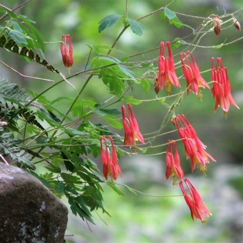 Aquilegia canadensis