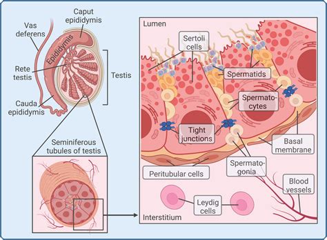 What Are Sertoli Cells Historical Methodological And Functional