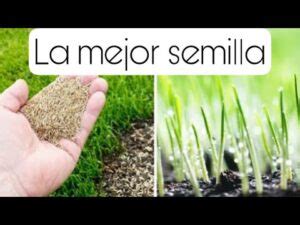 Tipos De Semillas Con Sus Nombres En Espa Ol Global Center Melilla