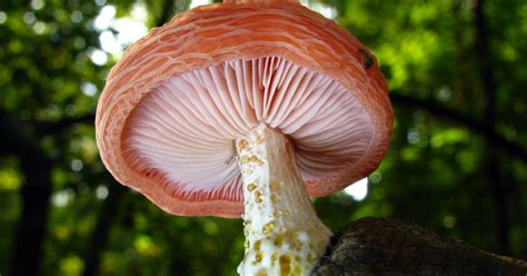 Find The Fungus Ii Quiz By Scuadrado