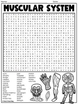 Muscular System Word Search Puzzle Human Body Science Word Find Puzzle