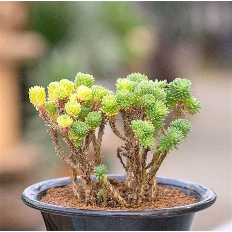 Rare Sedum Multiceps Japanese Bonsai Lithops Succulent Seeds Lazada Ph