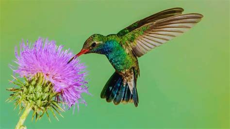 Birds That Bring Good Luck Unveiling The Mystery Birds Chirper Birds