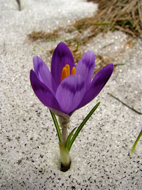 Crocus in Snow by UkoDragon on deviantART