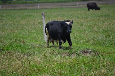 Gado Vaca Animal Foto Gratuita No Pixabay Pixabay