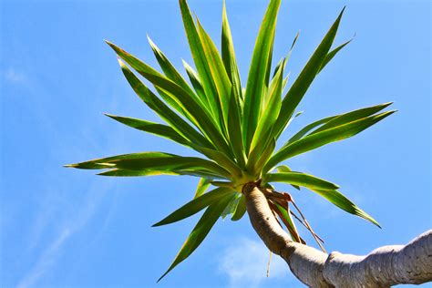 Dracena Arb Rea Em Vaso Dicas De Paisagismo Como Cuidar E Muito Mais