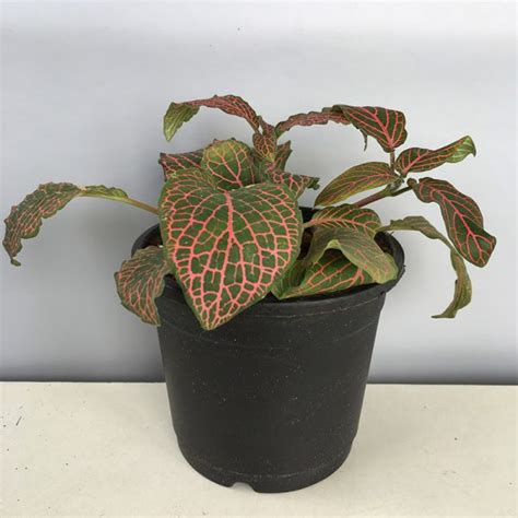 Fittonia Nerve Pink Nerveplant Web Plant Amulya Farms Nursery