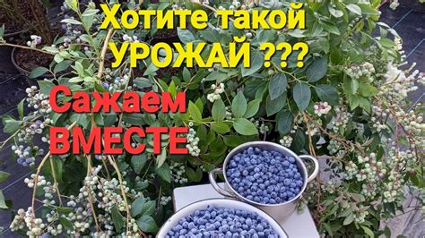 НЮАНСЫ посадки ГОЛУБИКИ, если хотите УРОЖАЙ. Опыт 8 лет - YouTube