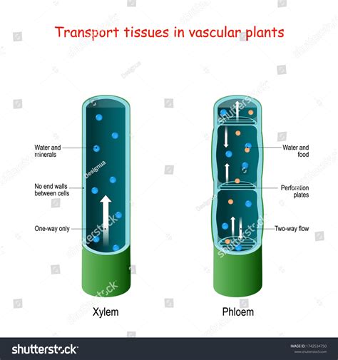 Xylem And Phloem Vector Illustration Labeled Plant