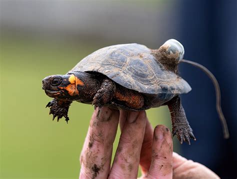bog turtle species   bog turtles petiki