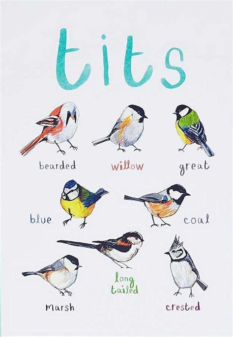 Can I Drop These Tits Here Scrolller