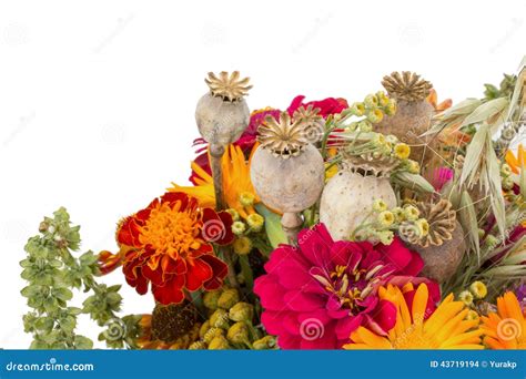 Ramalhete Das Flores Selvagens Isoladas No Fundo Branco Foto De Stock