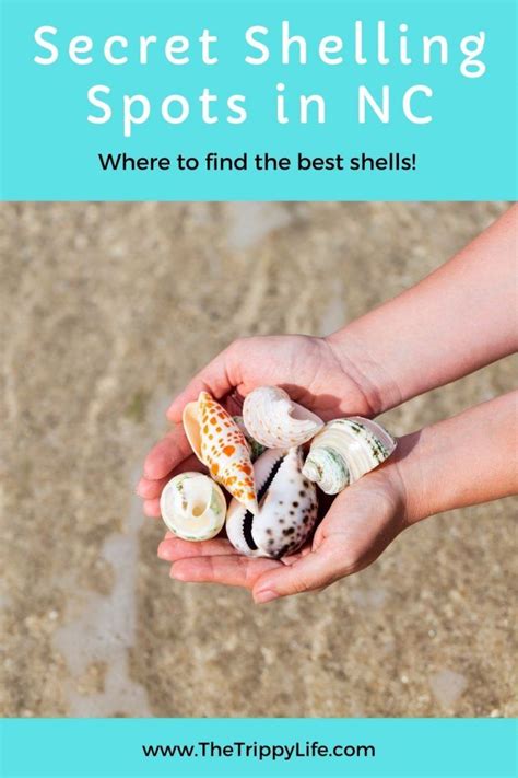 24 Best Shelling Beaches In Nc Secret Spots Artofit