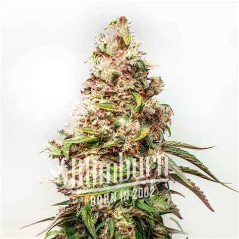 Blimburn Seeds Semillas De Cannabis Charlottes Web Feminizada