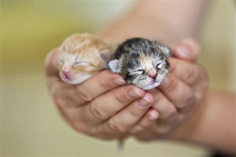 Kitten Development In The First Six Weeks Of Life