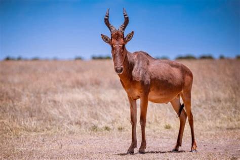 African Deer Species: Everything You Need to Know