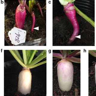 Phenotype Of Wild Type WT Tsuda Turnip And Transgenic Lines With