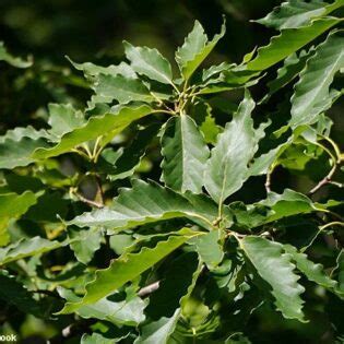 Quercus Rubra Red Oak Long Island Natives