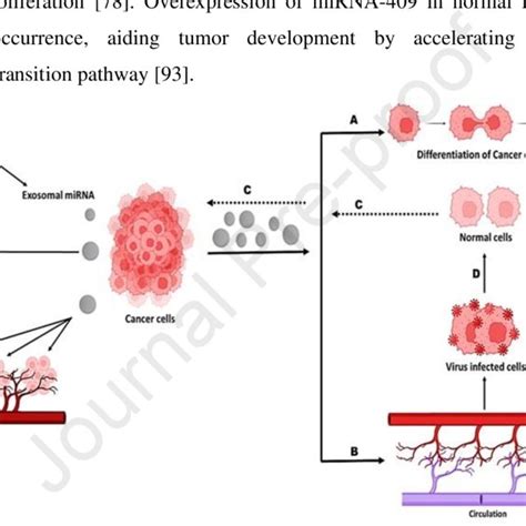 Role Of Exosomal MiRNA In Cancer Metastasis A Cancer Cells Release