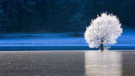 Alpes Maritimes France forêt lac glace le givre arbre blanc