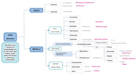 Gram Negative Bacteria | Medical technology, Medical laboratory science ...