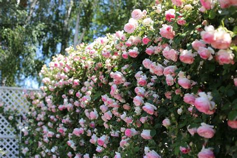 Znalezione obrazy dla zapytania wellenspiel rose | Giardino