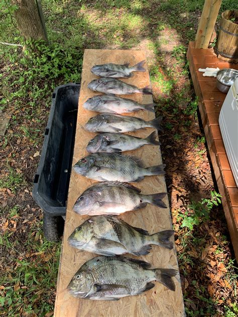 Sheepshead fishing limits are changing for coastal anglers 6