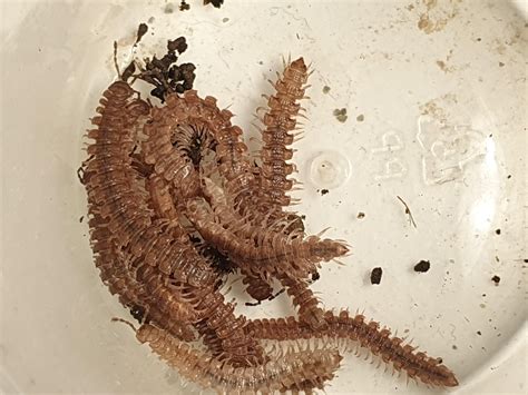 Milipedes I found outside : r/millipedes