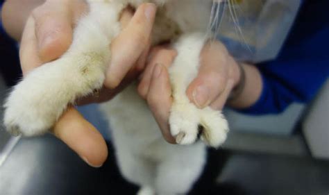 Cat Born With Two Toes On Each Front Paw At Cats Protection Warrington