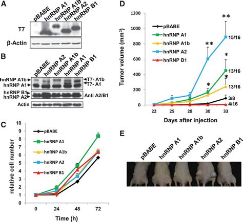 Splicing Factor Hnrnp A Activates The Ras Mapk Erk Pathway By