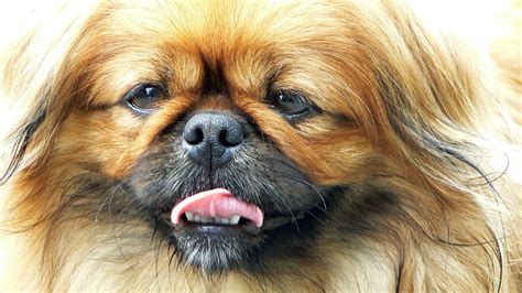 Pekingese Tibetan Spaniel - Profile | Facts | Mix | Traits | Care - Dog Dwell