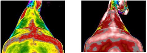 What Is Pulsed Electromagnetic Field Pemf Therapy Animal Therapeutics