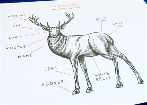 Anatomy Of A Reindeer Homeschool Montessori Printable Etsy