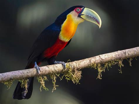 Green-billed Toucan | NatureRules1 Wiki | Fandom