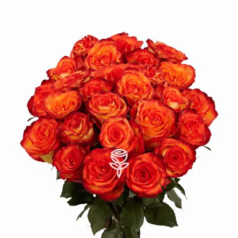 Comprar Ramo De Rosas High Magic Jd Roses Barcelona