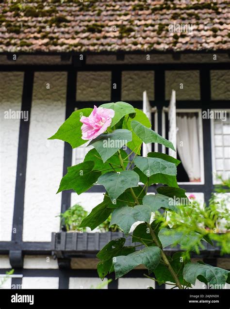 Hibiscus Mutabilis Flower At The Garden Of Ancient Villa On Cameron