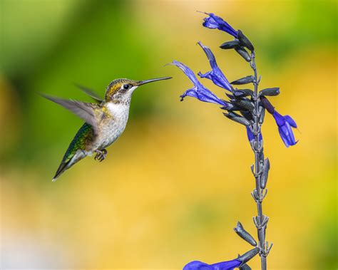 Flying Hummingbird · Free Stock Photo