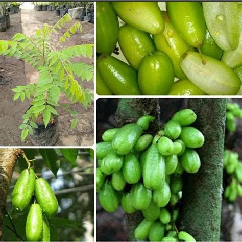 Jual Bibit Pohon Belimbing Wuluh Sayur Tanaman Belimbing Wuluh Shopee