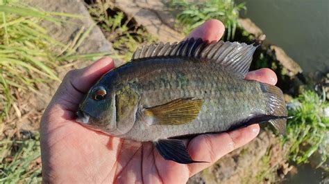 Multi Species Freshwater Fishing Using Shrimp As Bait Heavily