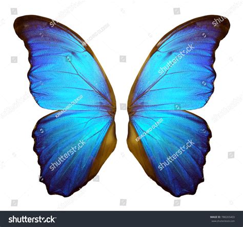 38,455 Wings Butterfly Morpho Images, Stock Photos & Vectors | Shutterstock