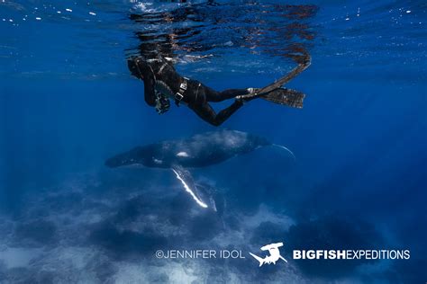 Humpback Whale Snorkeling Big Fish Expeditions