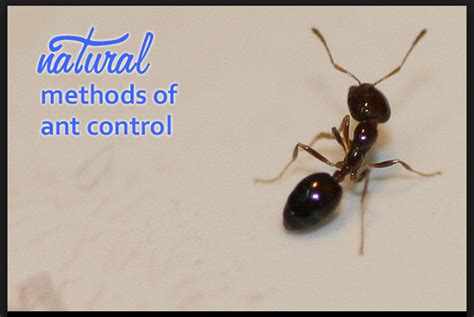 Natural Pest Control Methods For Ants Useful Information