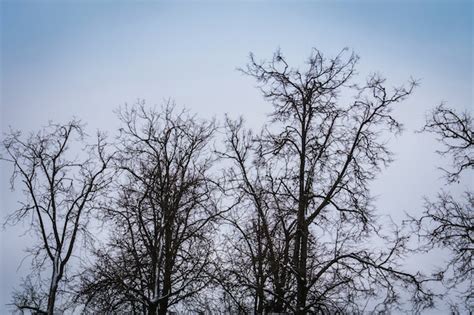 Premium Photo | Leafless branches of park winter trees