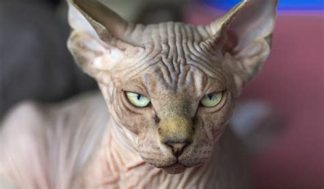 Can You Cremate A Sphynx Cat Everything To Keep In Mind