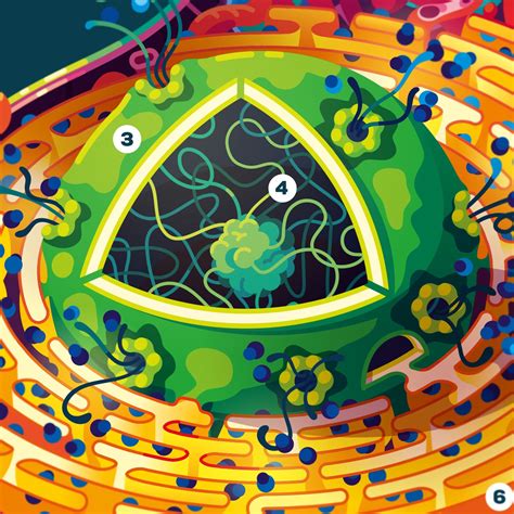 human cell infographic poster  researched  kurzgesagt shop