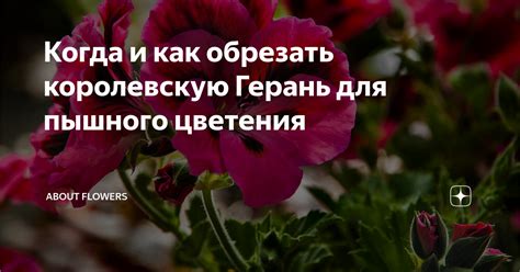 Когда и как обрезать королевскую Герань для пышного цветения | ЦВЕТЫ НА ...