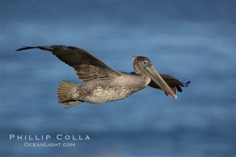 Photo of a Juvenile Brown Pelican – Natural History Photography Blog