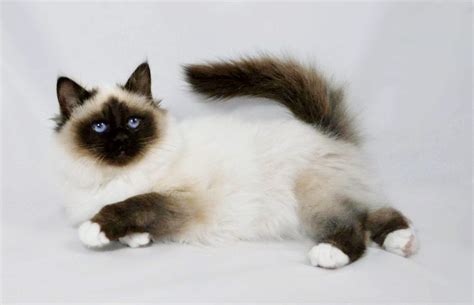 4 Jenis Kucing Persia Kucing Hias