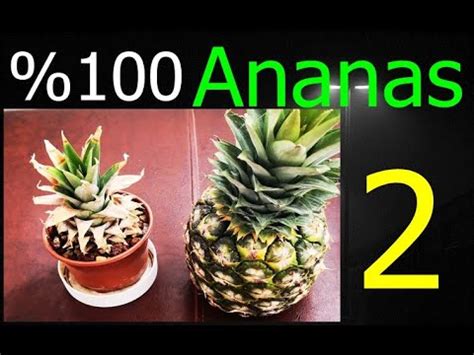 How To Grow Pineapples At Home Fast N Easy Pineapple Growing