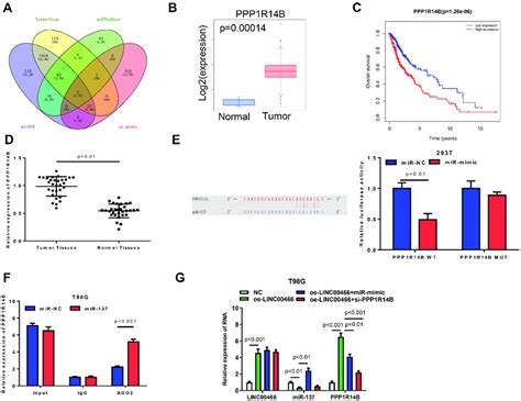 LINC00466 Facilitates PPP1R14B Expression By Inhibiting MiR 137 A